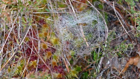Bog vegetation and spider web Stock-Footage 97413414