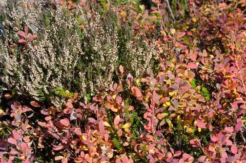 Bog vegetation Stock-Fotos