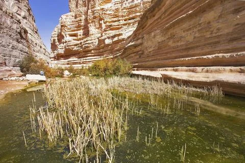 Bog. Waters of a stream current in gorge En ?vd?? covered by ooze. Copyrig... Foto stock