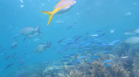 Boga (Haemulon vittatum) Stock Footage 24635035