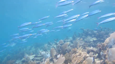 Boga (Haemulon vittatum) Stock Footage 24635078