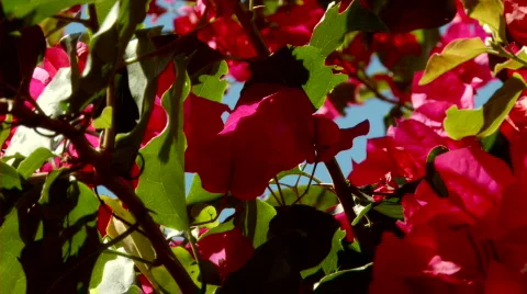 Boganvilla patterns up Stock Footage 612480