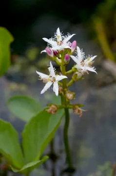 Bogbean Stock Photos