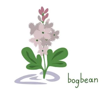 Bogbean simple illustration Stock Illustration