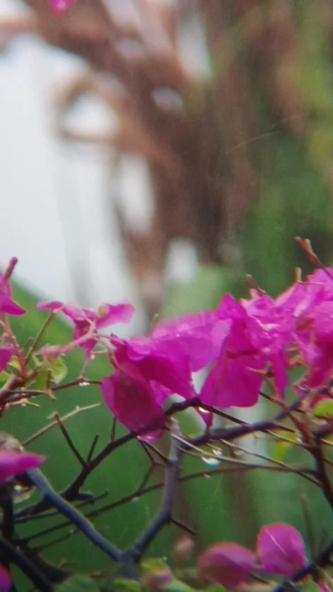 Bogenvil Stock Footage 289964199