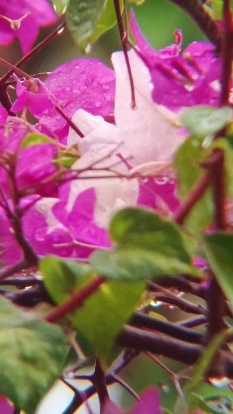 Bogenvil Stock Footage 291597182