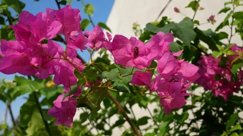 Bogenvile Stock Footage 245091537