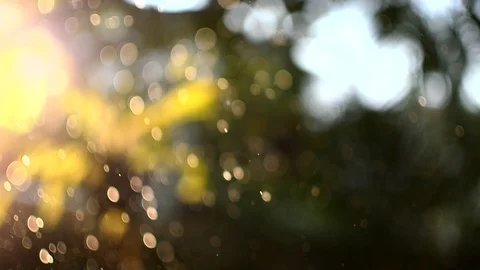 Bogey and rain 库存影片 108249805