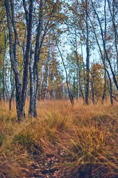 Boggy birch forest in fall Stock Photos