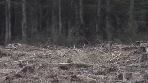 Boggy forest plants in close-up view, soaked ground and filtered sun create.. Stock Footage 307916618