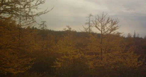 Boggy landscape 2 Stock Footage 142271296