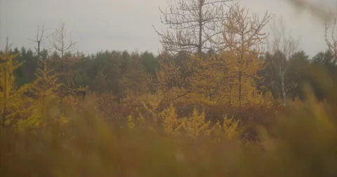 Boggy landscape Stock Footage 142268807