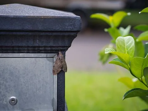 Bogong Moth Stock Photos