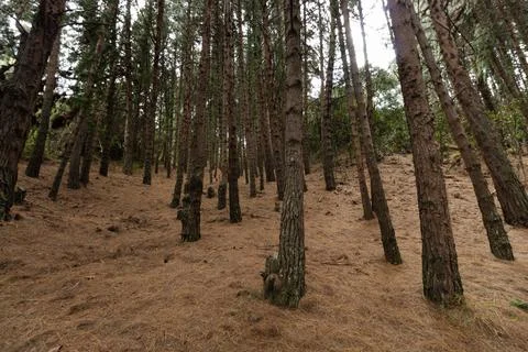 Bogota easter mountains pine forest in sunny day Stock-Fotos