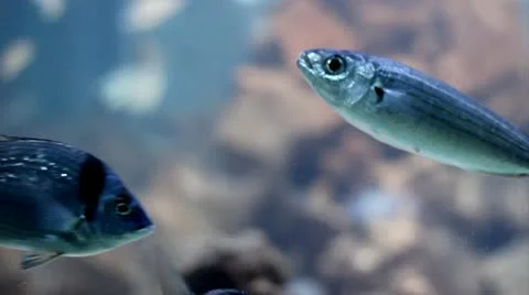 Bogue and seabreams Stock Footage 10744578