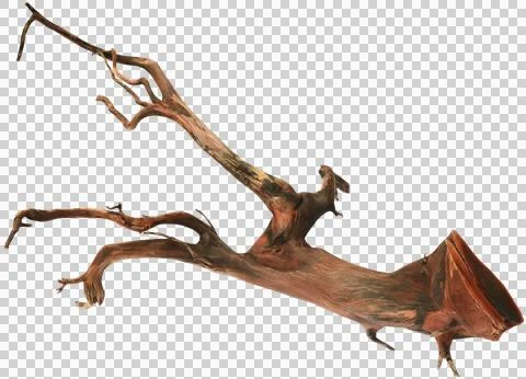 Bogwood Stock Photos
