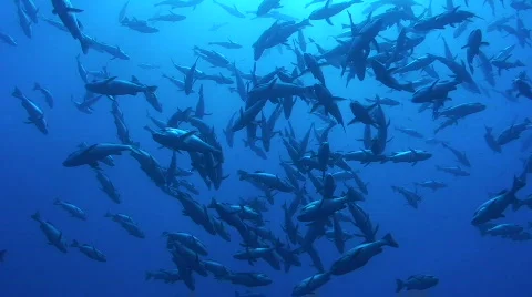 Bohar Snapper large school/shoal - low angle view Stock Footage 861732