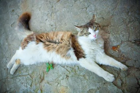 Bohemian cat Foto stock