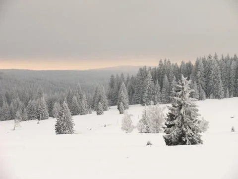 The Bohemian Forest Stock-Fotos