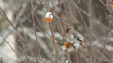 Bohemian waxwing Stock Footage 94348959