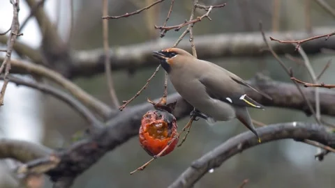 Bohemian Waxwing Stock Footage 330344157
