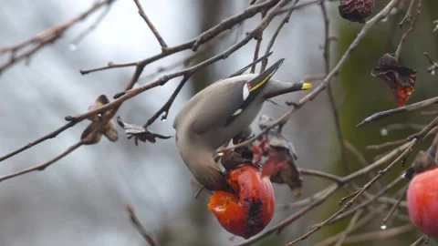 Bohemian Waxwing Stock Footage 331946625