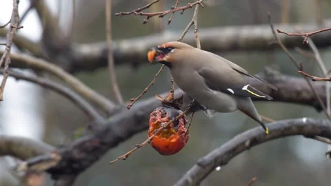 Bohemian Waxwing Stock Footage 332073596