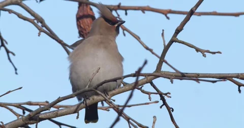 Bohemian Waxwing Stock Footage 332511210