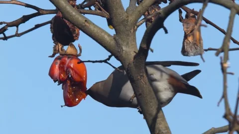 Bohemian Waxwing Stock Footage 332615997