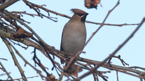 Bohemian Waxwing Video stock 332711333