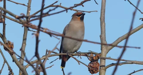 Bohemian Waxwing Stock Footage 332786483