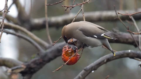 Bohemian Waxwing 스톡 동영상 333099187