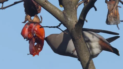 Bohemian Waxwing Stock-Footage 333327830