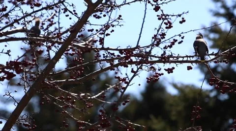 Bohemian waxwing in a tree Stock Footage 62943125
