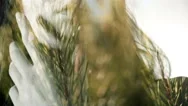 Boho Girl's Face With Pine Tree Background Stock Footage