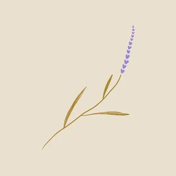 Boho minimalistic tiny lavender branch logo or label vector illustration Stock Illustration