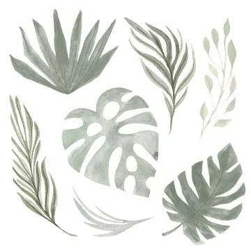 Boho Tropical set leaf palm grass Watercolor hand painted natural dried eleme 스톡 일러스트