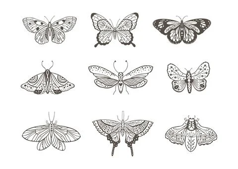 Boho vector butterfly. Stock Illustration