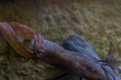 Boiga Forsteni Snake in cage Stock Photos