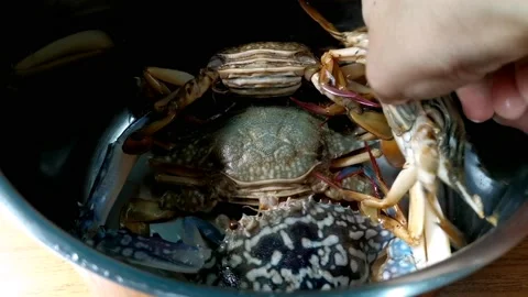 Boil Crabs on a Casserole Stock Footage 149406260