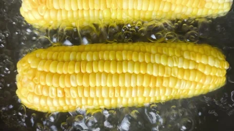 Boil sweet corn 스톡 동영상 343101645