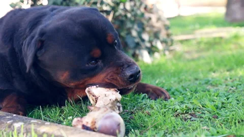 Boiled beef bone for chewing, watchdog enjoying natural food in the garden Stock Footage 345148604