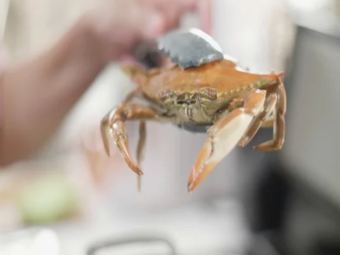Boiled blue crab turned red being held Stock Footage 81690135