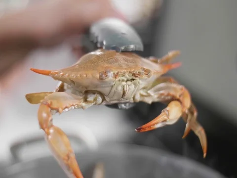 Boiled Blue Crab turned red on a cutting board Stock Footage 81705460