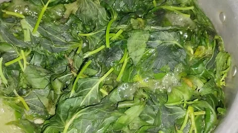 Boiled cassava leaves in a pan with boiling water Stock Footage 285590953