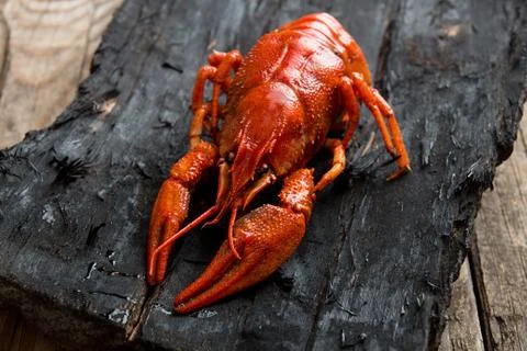 Boiled cooked crayfish crawfish ready to eat on black wooden rustic backgroun Stock Photos