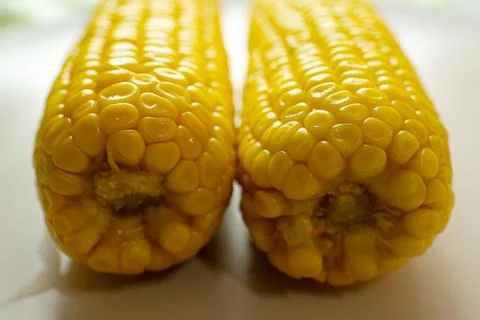 Boiled corn is an appetizing pod on a white plate. Stock Photos