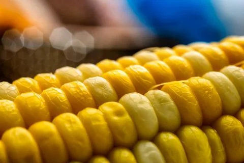 Boiled corn in close up in nature colored background Stock Photos