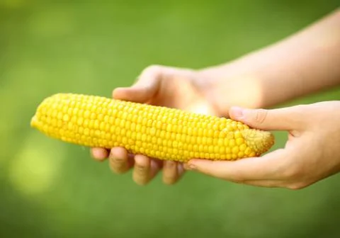 Boiled corn cob in human hand close up photo Foto stock