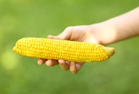 Boiled corn cob in human hand close up photo Stock Photos